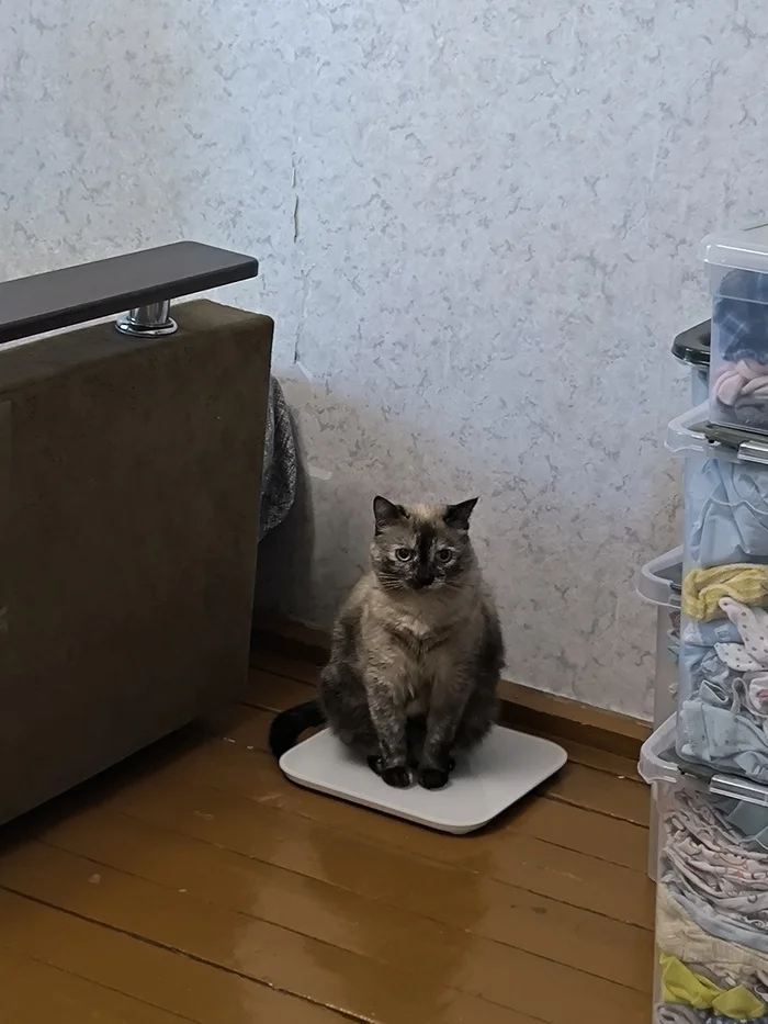 Didn’t have time to lose weight by summer. She’s sitting on the scales, sad - My, Sadness, cat, Humor, Summer, Milota, Pets, scales, The photo