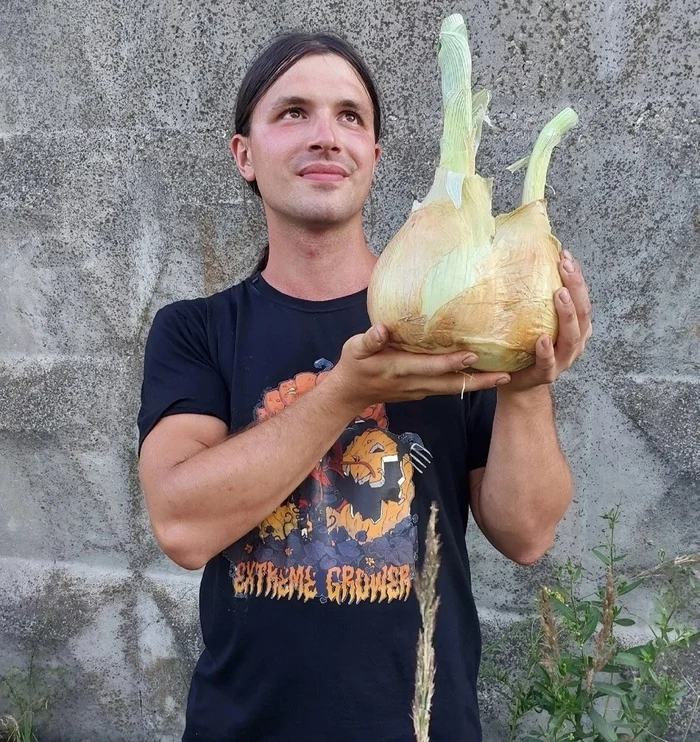 Cut the first giant onion - My, Garden, Gardening, Garden, Plants, Big size, Longpost, Onion