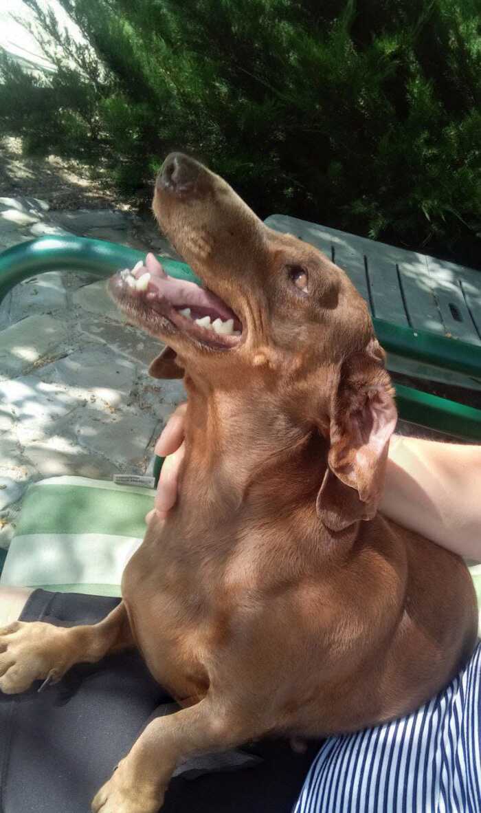 Chocolate dachshund Berta is looking for a family - My, In good hands, No rating, Helping animals, Dog, Dachshund, Longpost