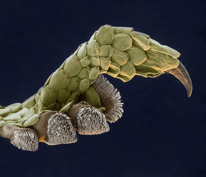   ( Gekkonidae),      ( ).  . : x100