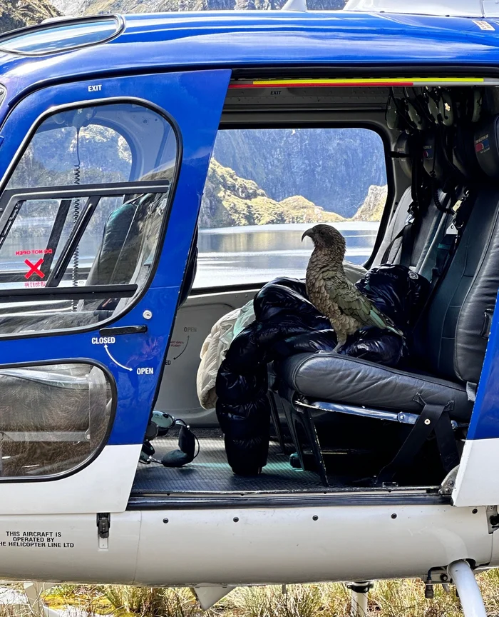 Even the parrot has his own helicopter - Aviation, Helicopter, A parrot, Kea, New Zealand, The photo