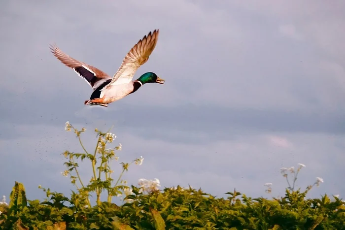 Duck is flying - My, The photo, Netherlands (Holland), Nature, Birds