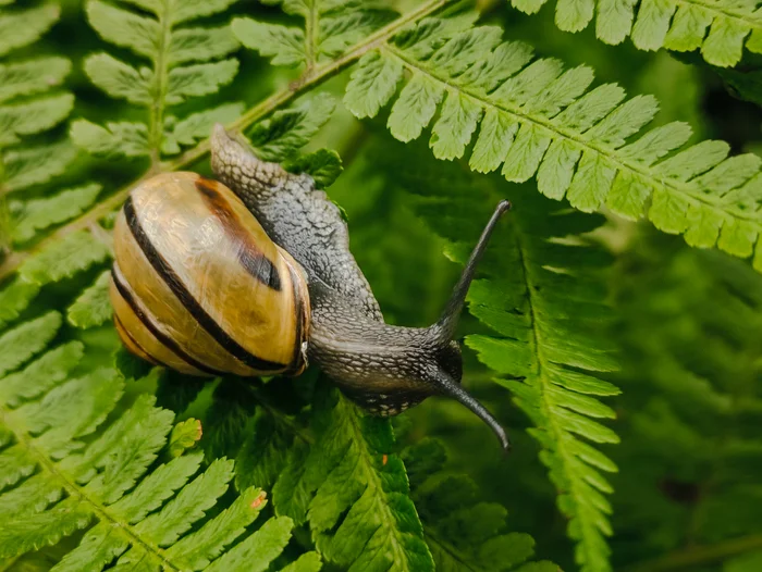 Snail on fern - My, Fern, Snail, The photo, Green