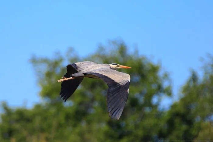 Photo hunt 4 - My, Birds, Ornithology League, Bird watching, Stork, Magpie, Heron, Longpost, The photo