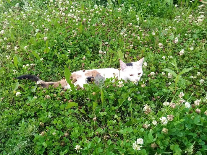 Cat in the grass - My, cat, Nature, Grass, Mobile photography, Pets