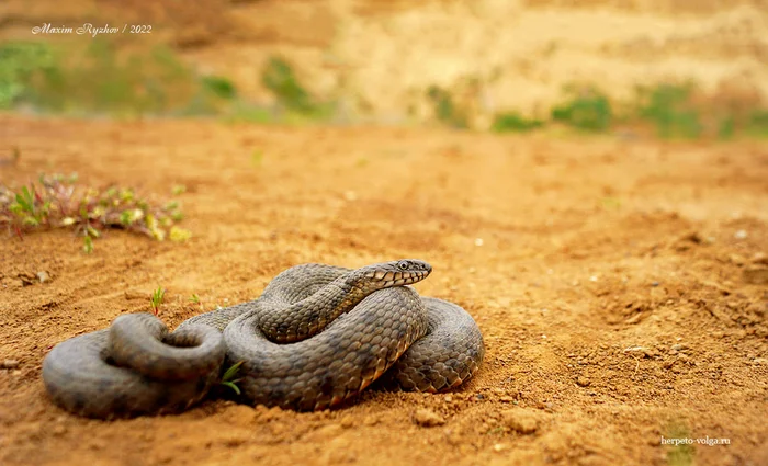 Всемирный день змей (World Snake Day) - Моё, Пресмыкающиеся, Змея, Герпетология, Поволжье, Длиннопост