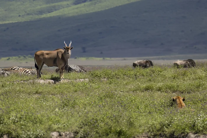 Do you see the lion? No? And he is! - a lion, Ambush, Canna, zebra, Wild animals, Ngorongoro, Tanzania, Africa, Big cats, Ungulates, Predatory animals, Cat family, wildlife, The photo