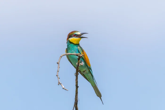 Pictures from photo hunt 83. Golden Bee-eater - My, Photo hunting, Ornithology League, Szczurka, Ornithology, Birds, Longpost, The photo