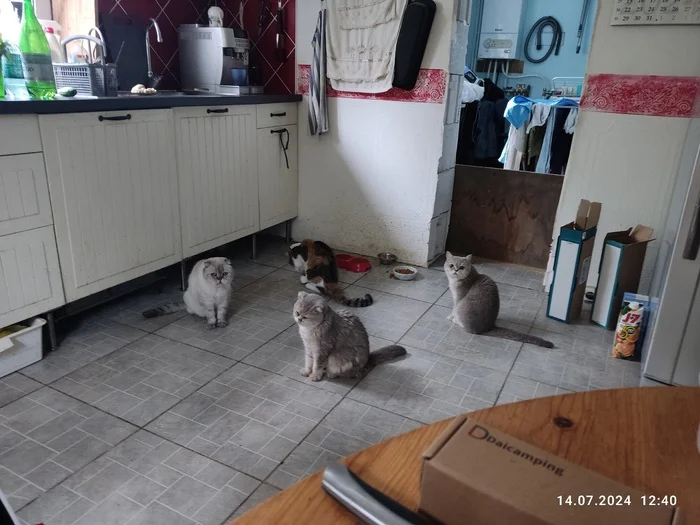 Vasya was given chickens! - cat, Fluffy, Pets, The photo