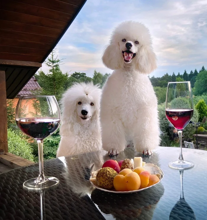 French evening in the countryside) - My, Dog, Poodle, Wine, The photo, Pets