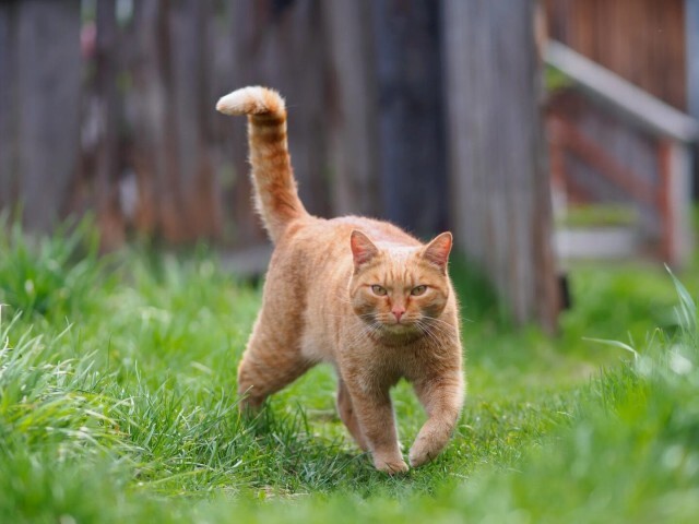 Why an ordinary cat is better than a purebred one has been revealed - cat, Comparison, Breed, Redheads