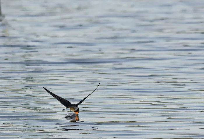 Image is nothing - thirst is everything - My, Photo hunting, The nature of Russia, Ornithology, Birds, Hobby, Anthracite, Donbass, Summer, Vacation, LPR, Nature, wildlife, Steppe, The photo