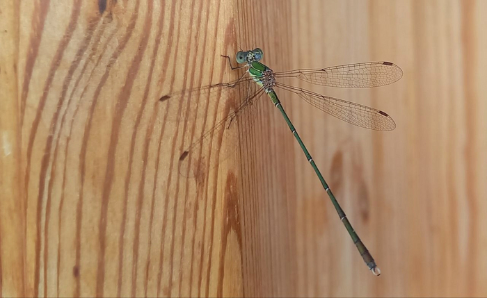 Лютка зелёная.