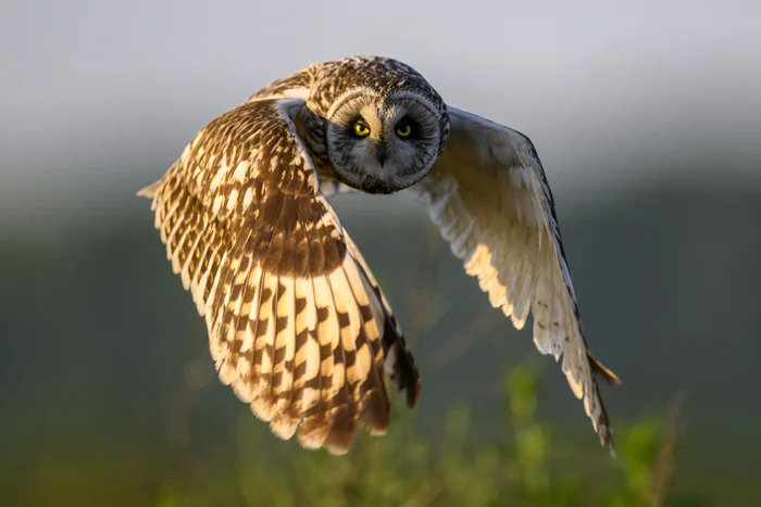 Short-eared owl - My, Photo hunting, The photo, Birds, Ornithology, Wild animals, Video, Youtube