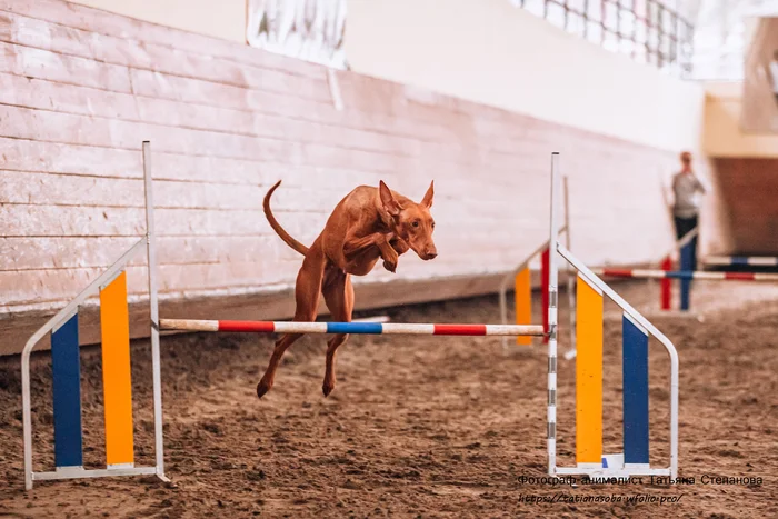 Rare breed in agility - Pharaoh Hound - My, Agility, Pharaoh's Dog, Breed, Dog, Training, Video, Video VK, Vertical video, Longpost