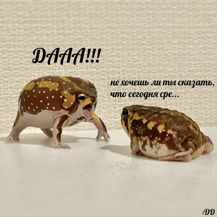 It is Wednesday, my dudes ,   , , , , It Is Wednesday My Dudes, 