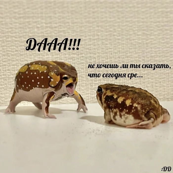 It is Wednesday, my dudes - Моё, Юмор, Картинка с текстом, Мемы, Жаба, Лягушки, It Is Wednesday My Dudes, Среда