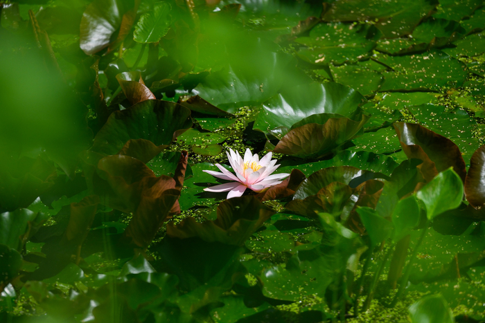 Кувшинка в том самом пруду