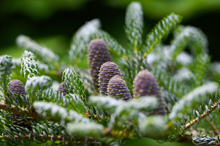 Пихта (очень необычные шишки, не мог не снять)