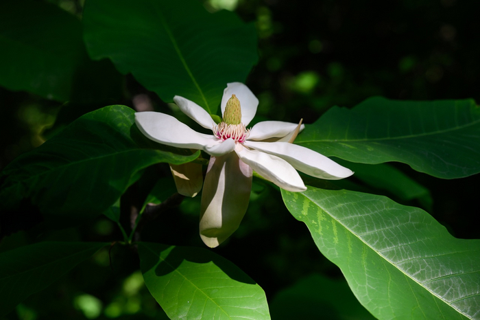 Магнолия (казалось бы - южное растение, но и в Москве цветет)