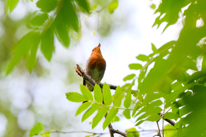 Зарянка (во время мероприятия орнитолог на телефоне включила запись самца зарянки, через пару минут прилетел "хозяин территории" разбираться, что за "конкурент" к нему залетел)