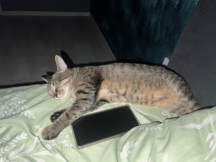 ������ ����