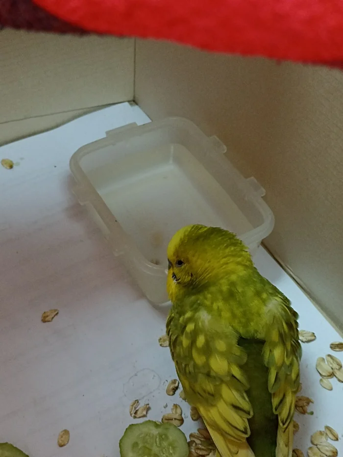 Moscow parrot - My, Budgies, Birds, Kindness, Longpost, Find, Lost and found, Found, Lost