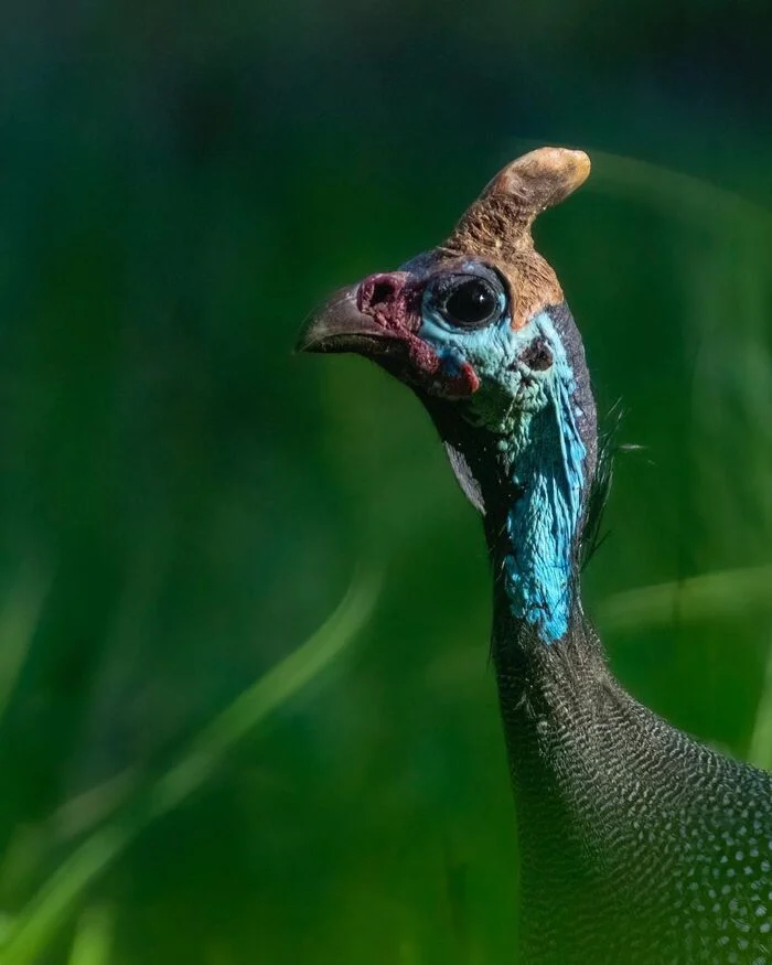 Common guinea fowl - Guinea fowl, Birds, Wild animals, wildlife, Reserves and sanctuaries, Masai Mara, Africa, The photo