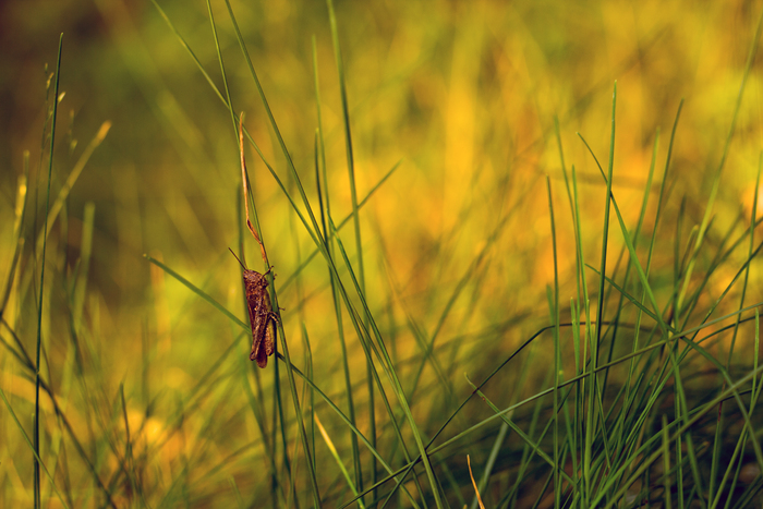 Тоже решил понаблюдать за закатом