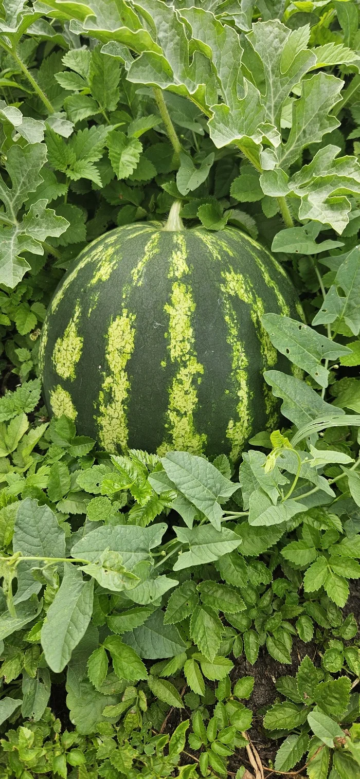 Watermelon in the Kaluga region - My, Kaluga region, Garden, Gardening, Longpost, Watermelon, The photo