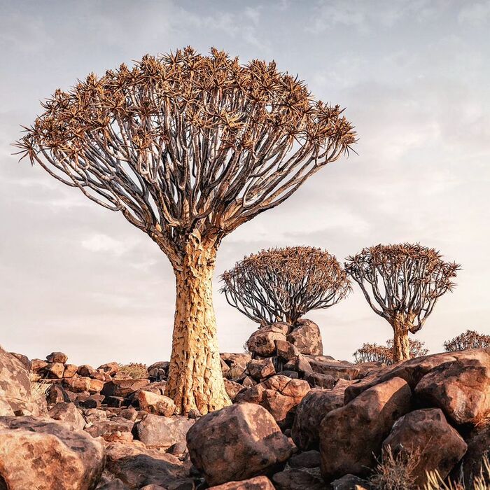 Forest of Quiver Trees - Quiver tree, Plants, wildlife, Reserves and sanctuaries, South Africa, The photo