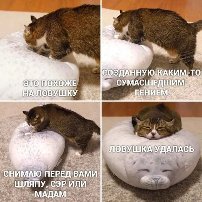 I'm happy too - Memes, Picture with text, Images, cat, Pillow, Relaxation