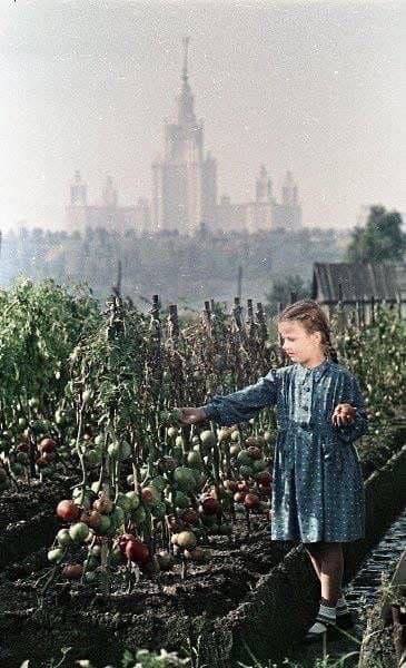 Tomatoes are almost ripe in Luzhniki - Crossposting, Pikabu publish bot