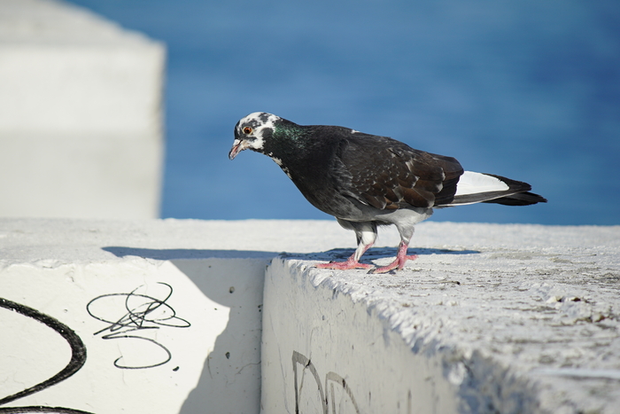... что там сегодня показывают??