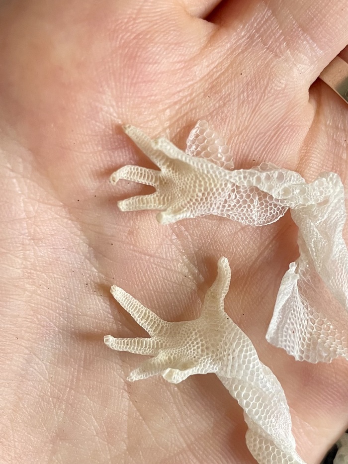 Перчаточки с задней и передней лапок