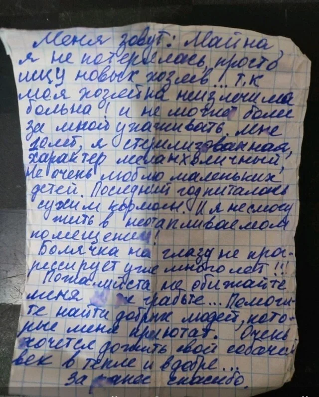 “I want to live out my dog’s life in a warm place”: Perm residents found a dog with a note - it was written by a terminally ill owner - Dog, Spaniel, Notes, Permian, Disease, Request, Longpost