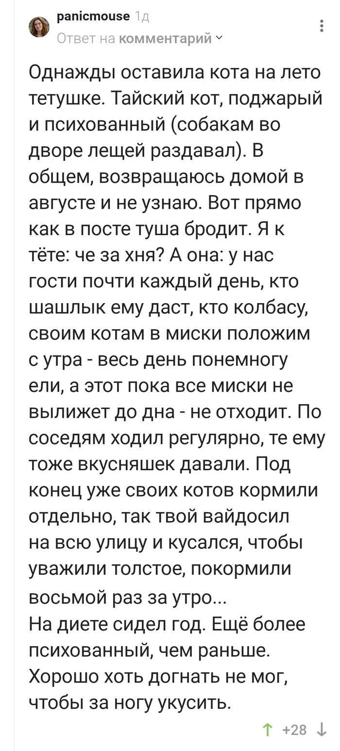 Что будет, если оставить кота на лето тётушке? - Кот, Еда, Полнота, Тетя, Комментарии на Пикабу, Длиннопост, Скриншот