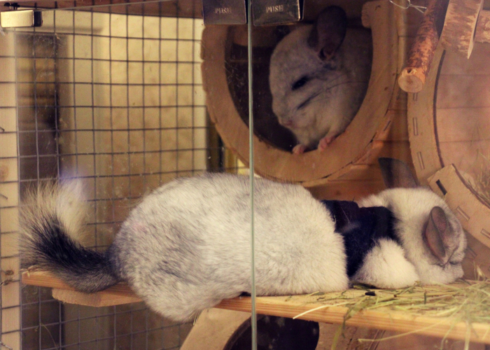 Жопку свесил и спит