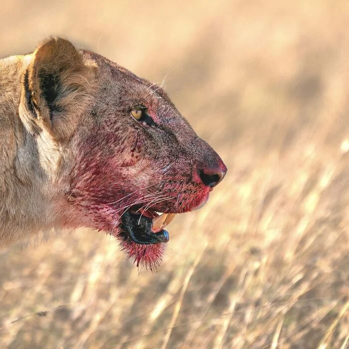 I'd like to wash my face - Lioness, a lion, Big cats, Cat family, Predatory animals, Wild animals, wildlife, Reserves and sanctuaries, Masai Mara, Africa, The photo, Blood