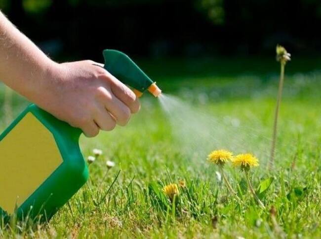 Weeds will disappear without a trace: a recipe for an “explosive” mixture - My, Garden, Market gardener, Garden, Gardening, Dacha, Weeds, Means, Village, Bloom, Plants