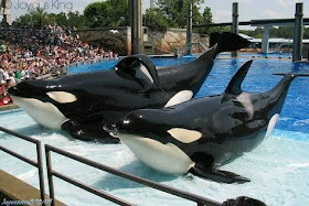 История Гудрун, печальной косатки - Косатка, Seaworld, Длиннопост, Океанариум