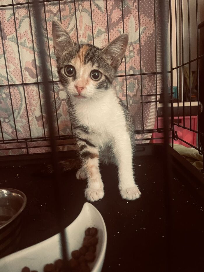 Бабочка, девочка, примерный возраст 2 - 2,5 месяца. В добрые руки