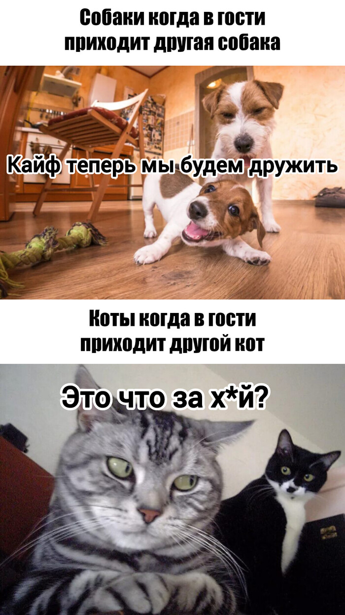 Собаки/коты