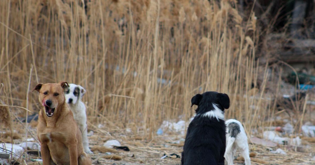 Бездомные собаки в астрахани. Фото бездомных собак на улице. Бездомные собаки астрахань. Отлов безнадзорных собак. Бездомные собаки астрахань.
