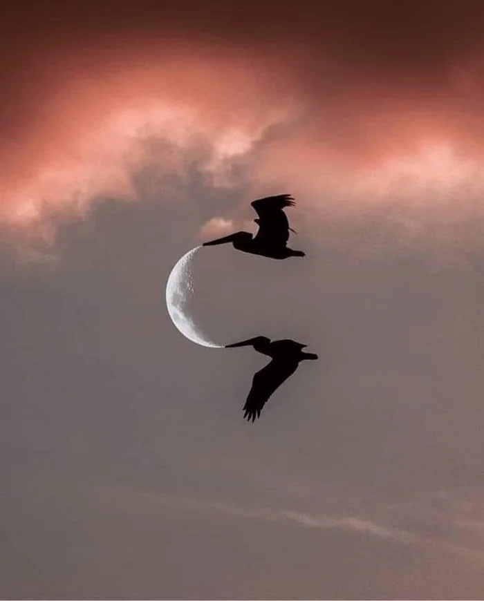 Carrying the moon - The photo, moon, Pelican, Silhouette, Successful angle, Repeat