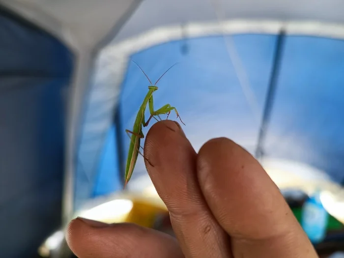 An unusual guest at the apiary - My, Bees, Apiary, Insects, Guests, Summer, Hobby, Longpost, Mantis, The photo