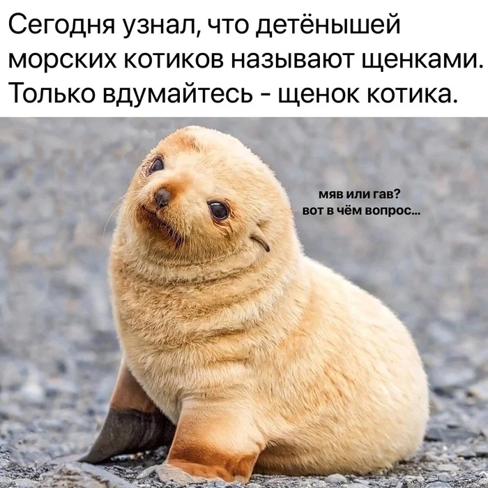 Cotops - Marine life, Fur seal, Puppies, cat, Funny, Funny animals, VKontakte (link), Picture with text