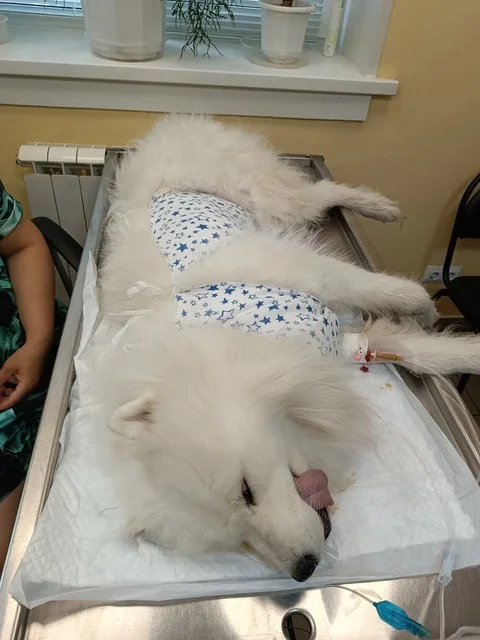 In Nizhny Novgorod, a seven-year-old Samoyed dog gorged himself on children's toys - Dog, Samoyed, Toys, Ate, Operation, Nizhny Novgorod, Pets, Canines, Animal Rescue, Telegram (link), Longpost