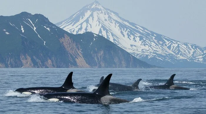 Taken from Russian Orcas Homepage - Killer whale, Oceanarium, The science, Longpost