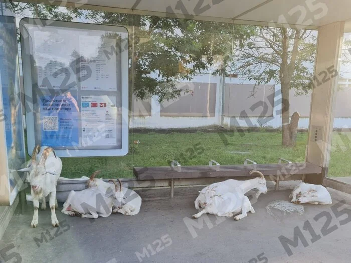 The heat even killed the goats in Butovo. From now on - exclusively by air-conditioned bus! - My, Heat, Goat, Butovo, Moscow, Moscow Zoo, Electric bus, Bus, Bus stop, Animals, Moscow region, Goat, Moscow news, Transport, Public transport
